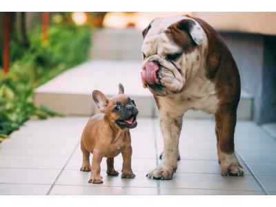 Are French Bulldogs Good With Other Dogs? 
