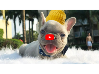 What To Know Before Owning A French Bulldog - Video