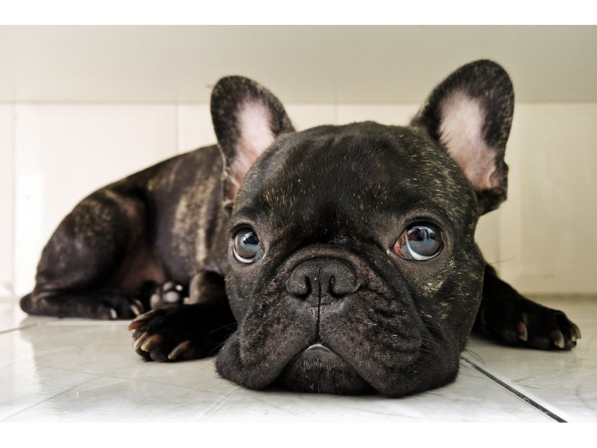 What Does A French Bulldog Puppy Need Its First Days In a New Home?