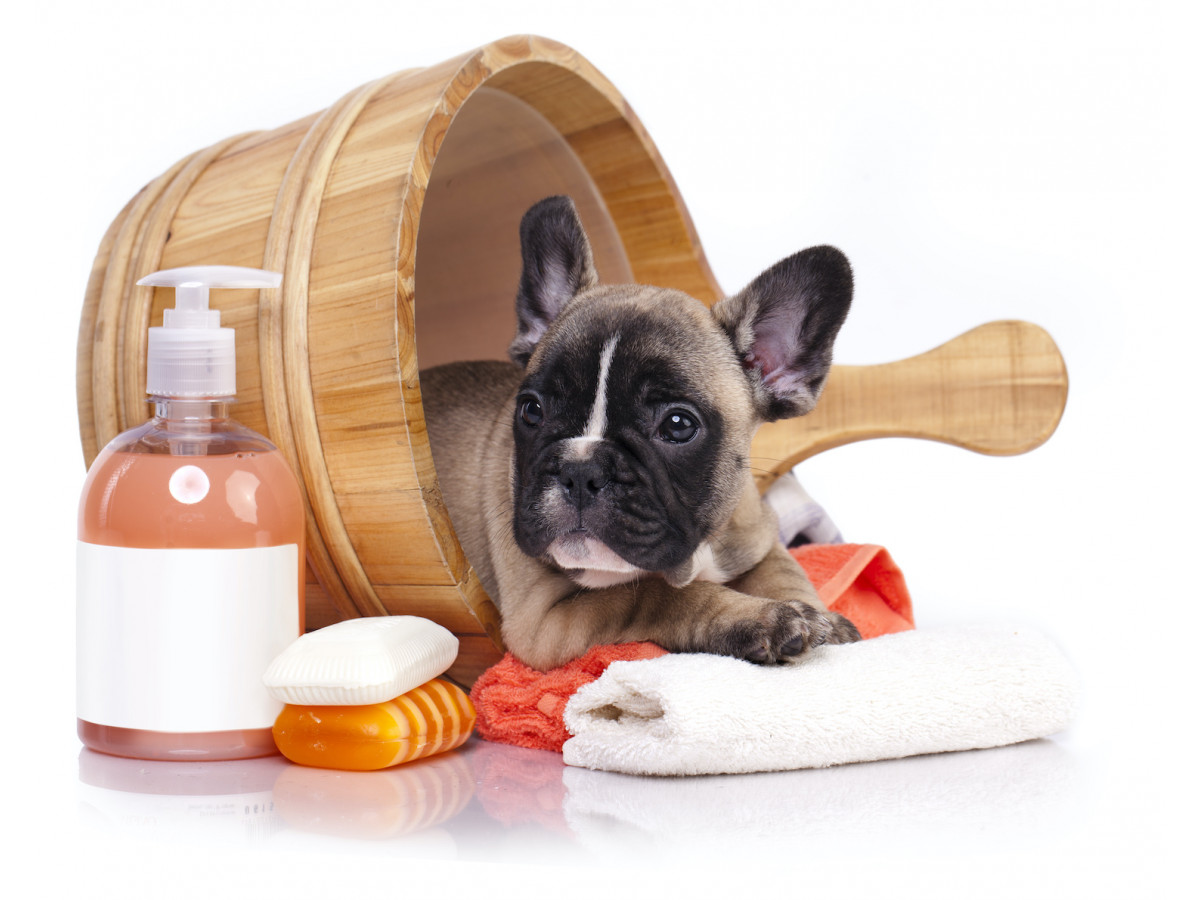 Hygiene And Care Of French Bulldog Puppies And Adults 