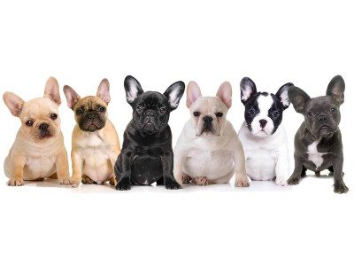 French Bulldog Colors and Patterns 