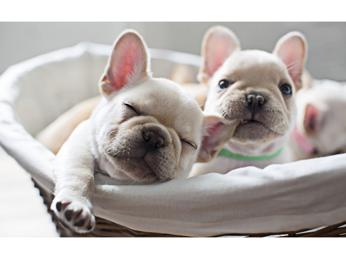 Name Ideas For Your Frenchie Puppy