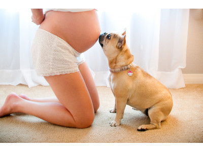 Should I Get A French Bulldog Puppy While Pregnant?