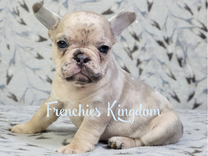 Ona is wonderful blue fawn merle French Bulldog female puppy: for sale ...