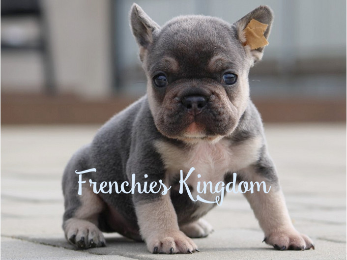Ben is wonderful blue and tan French Bulldog male puppy: for sale in ...