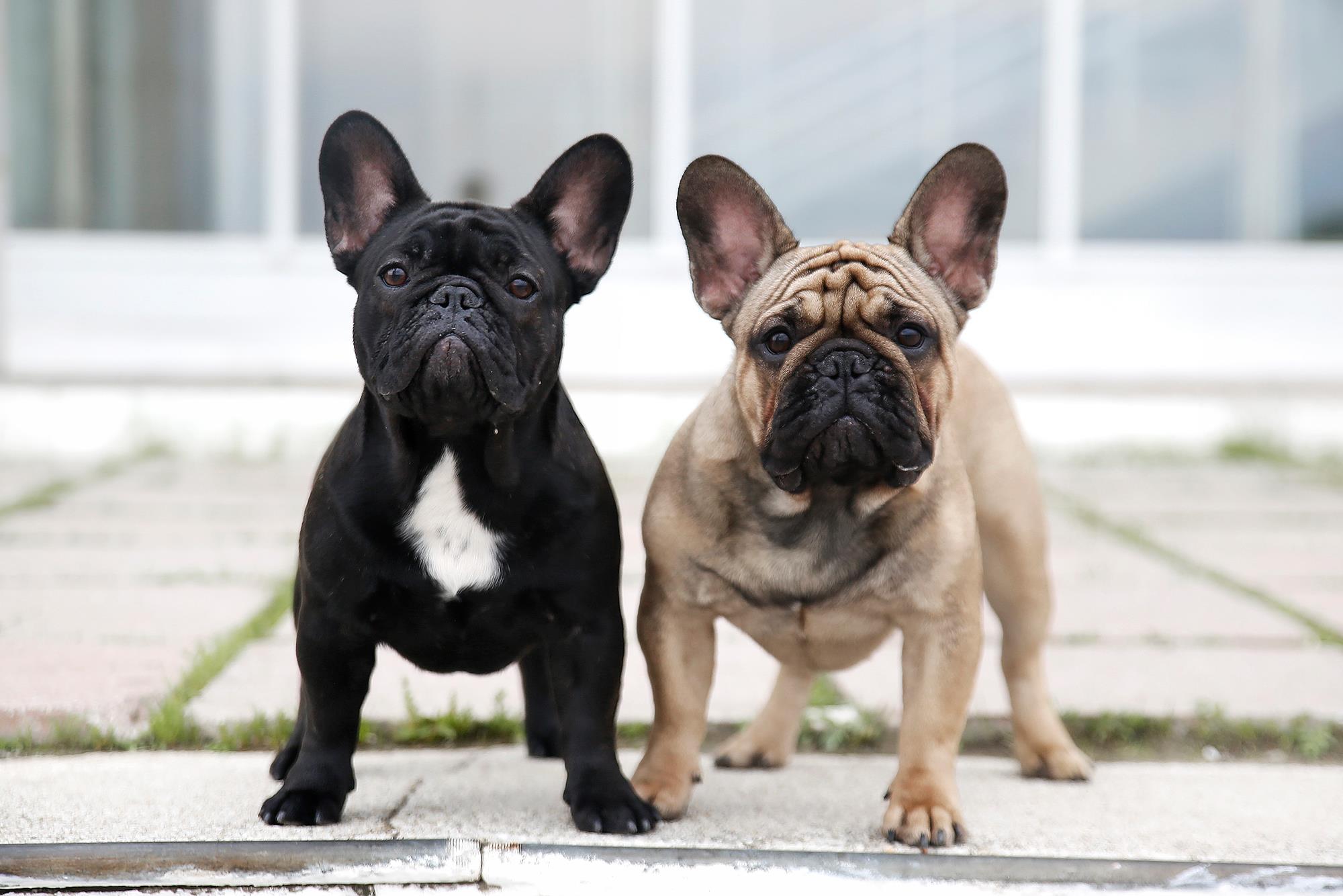 Understanding French Bulldog Bites: Causes and Prevention