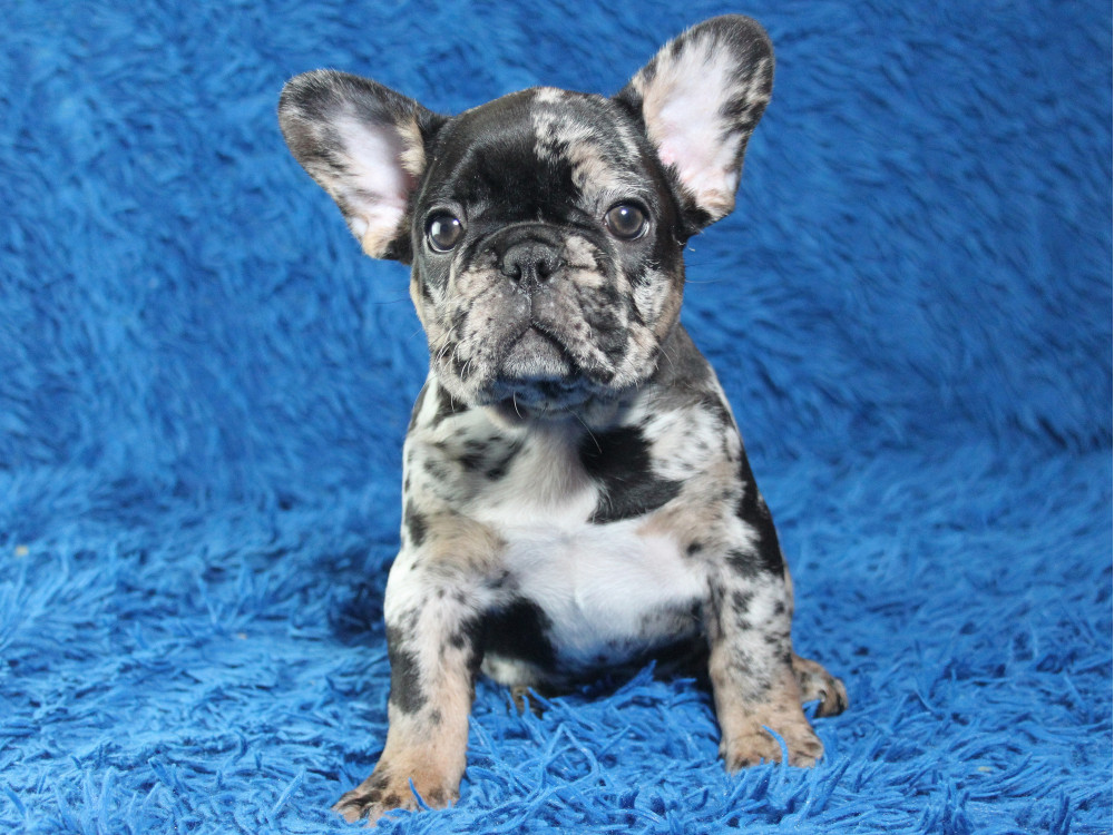 bulldog dalmatian mix