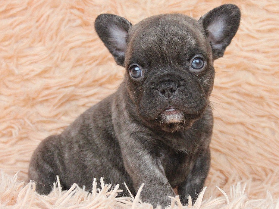 how dangerous is chocolate to french bulldog